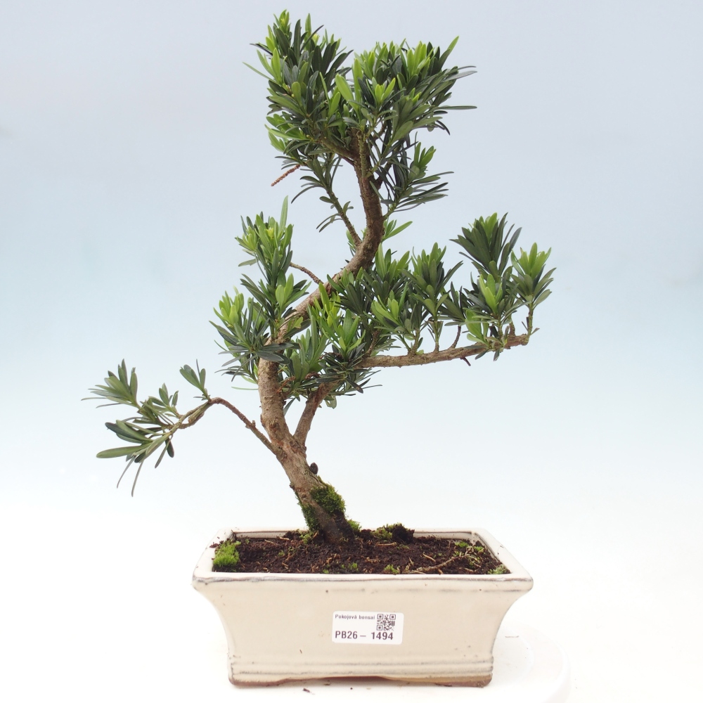 Pokój bonsai - Podocarpus - Kamienny cis