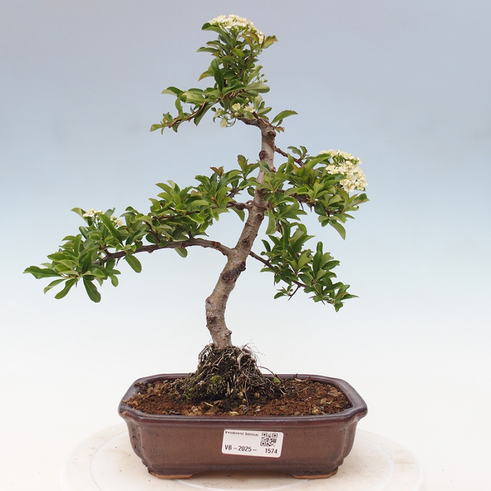 Outdoor Bonsai-Pyracanta Teton-Piekarnia