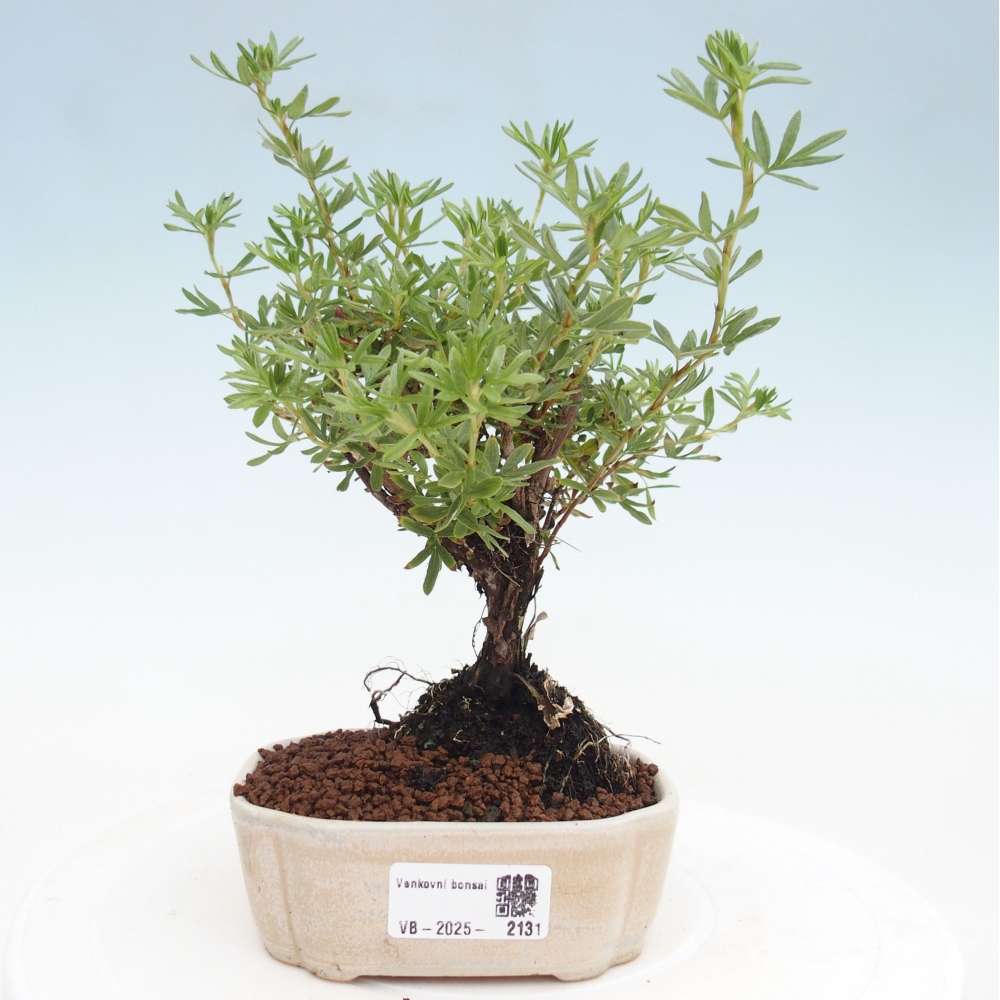 Outdoor bonsai-Pięciolistnik - Potentila fruticosa żółty Ptak