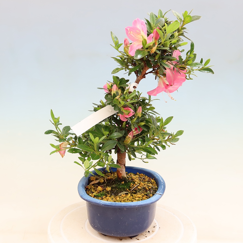 Bonsai zewnętrzne - Azalia japońska - Azalia Santoka