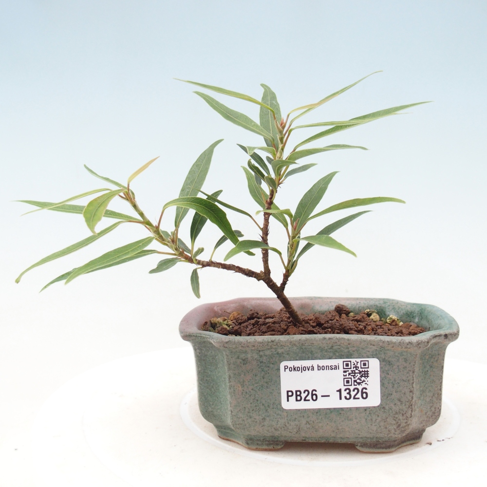 Pokój bonsai - Ficus nerifolia - figowiec drobnolistny