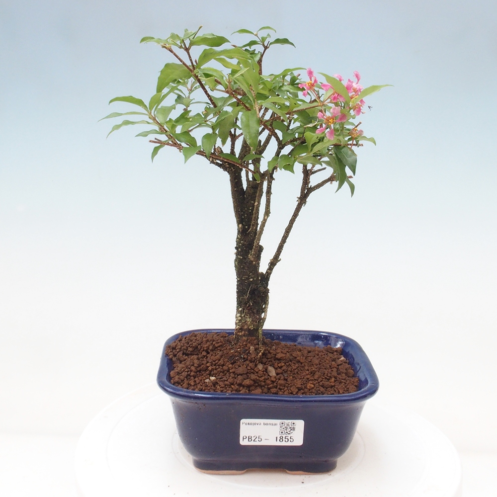 Bonsai pokojowe - Malpighia coccigera - Wiśnia Barbdorska