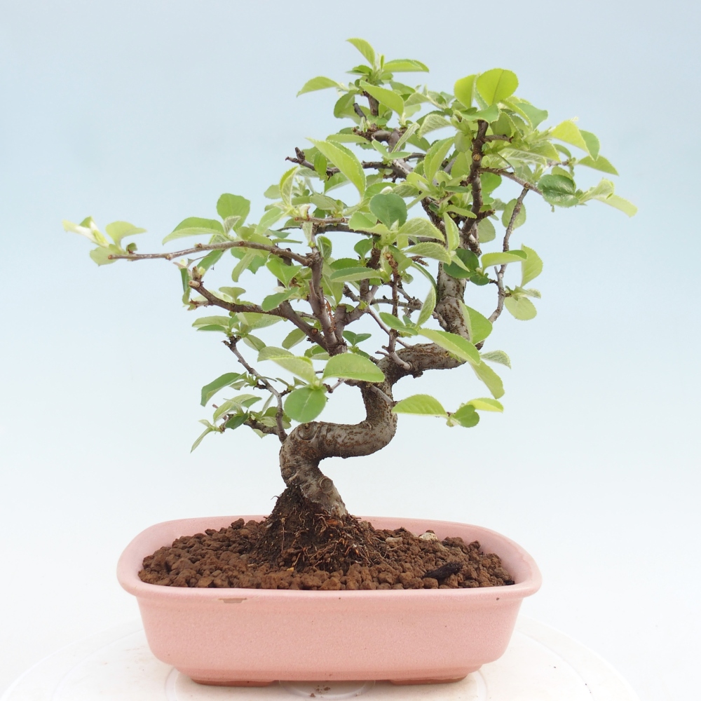 Bonsai zewnętrzne - Chaneomeles chinensis