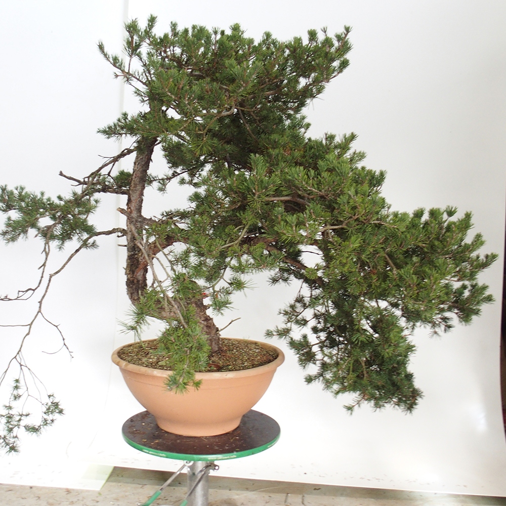 Yamadori - Pinus sylvestris Hiszpania