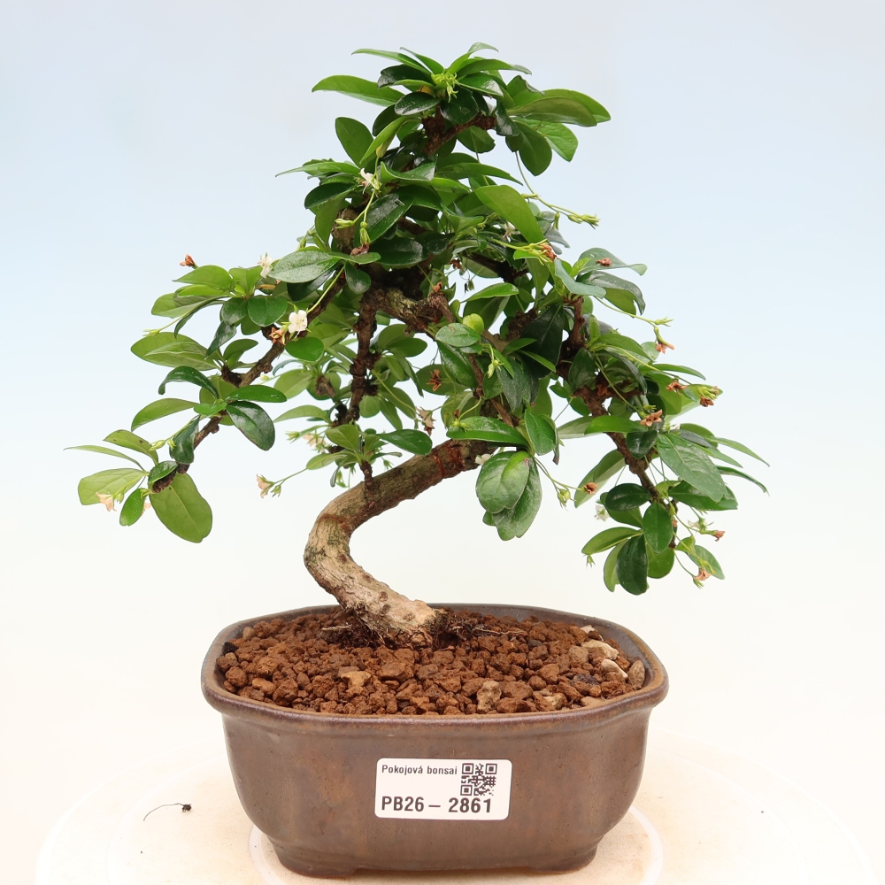 Bonsai pokojowe - Carmona macrophylla - Tea fuki