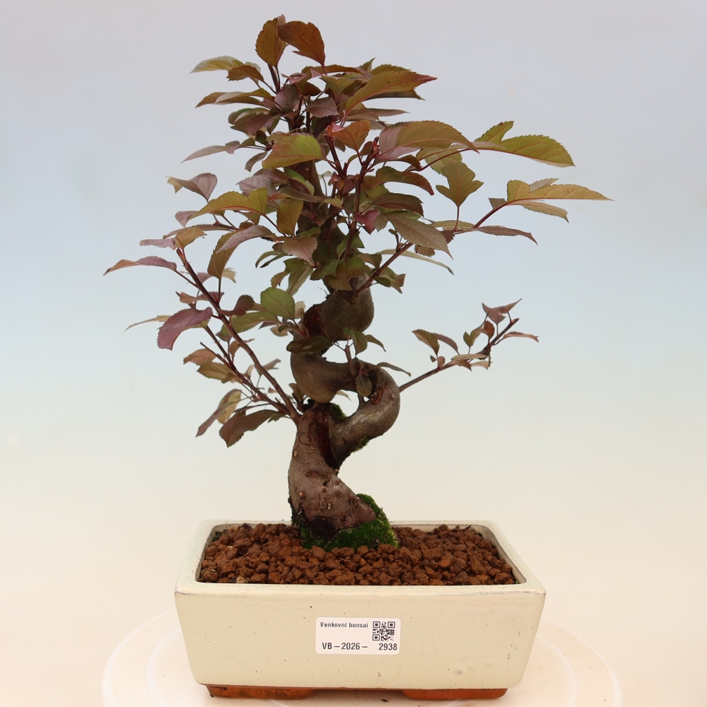 Outdoor bonsai - Malus domestica - Jabłoń czerwonolistna o małych owocach