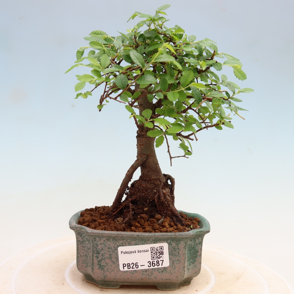Pokój bonsai - Ulmus parvifolia - Wiąz drobnolistny