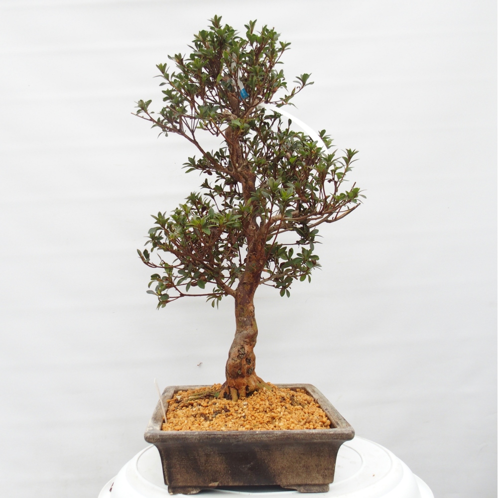 Bonsai zewnętrzne - Azalia japońska - Azalia Hanatsuzuri