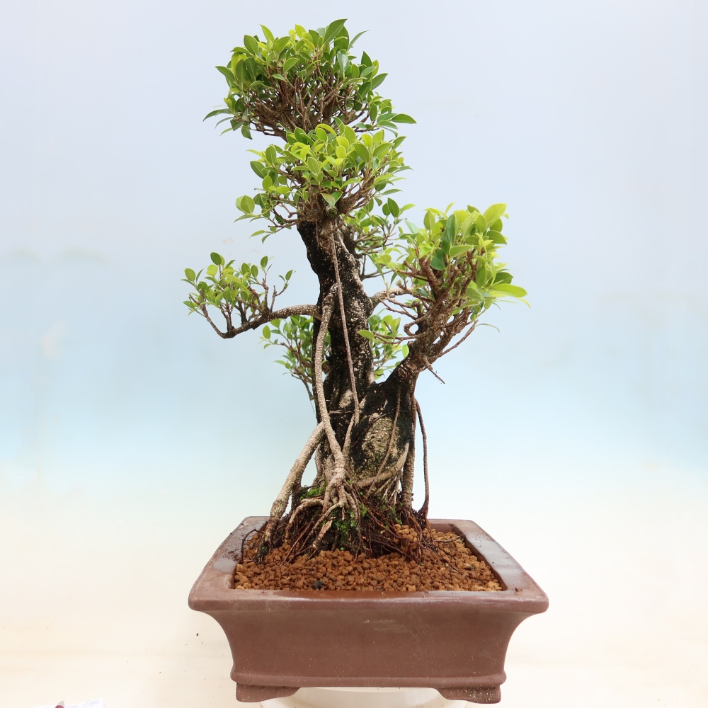 Pokój bonsai - Ficus kimmen - figowiec drobnolistny
