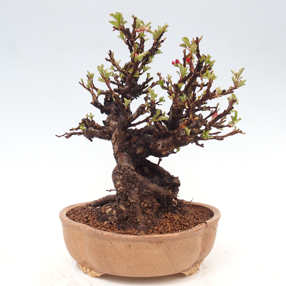 Bonsai zewnętrzne - Chaneomeles speciosa - Pigwa