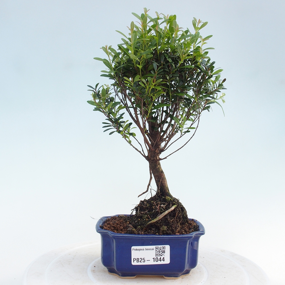 Pokój bonsai - Syzygium - Pimentovník