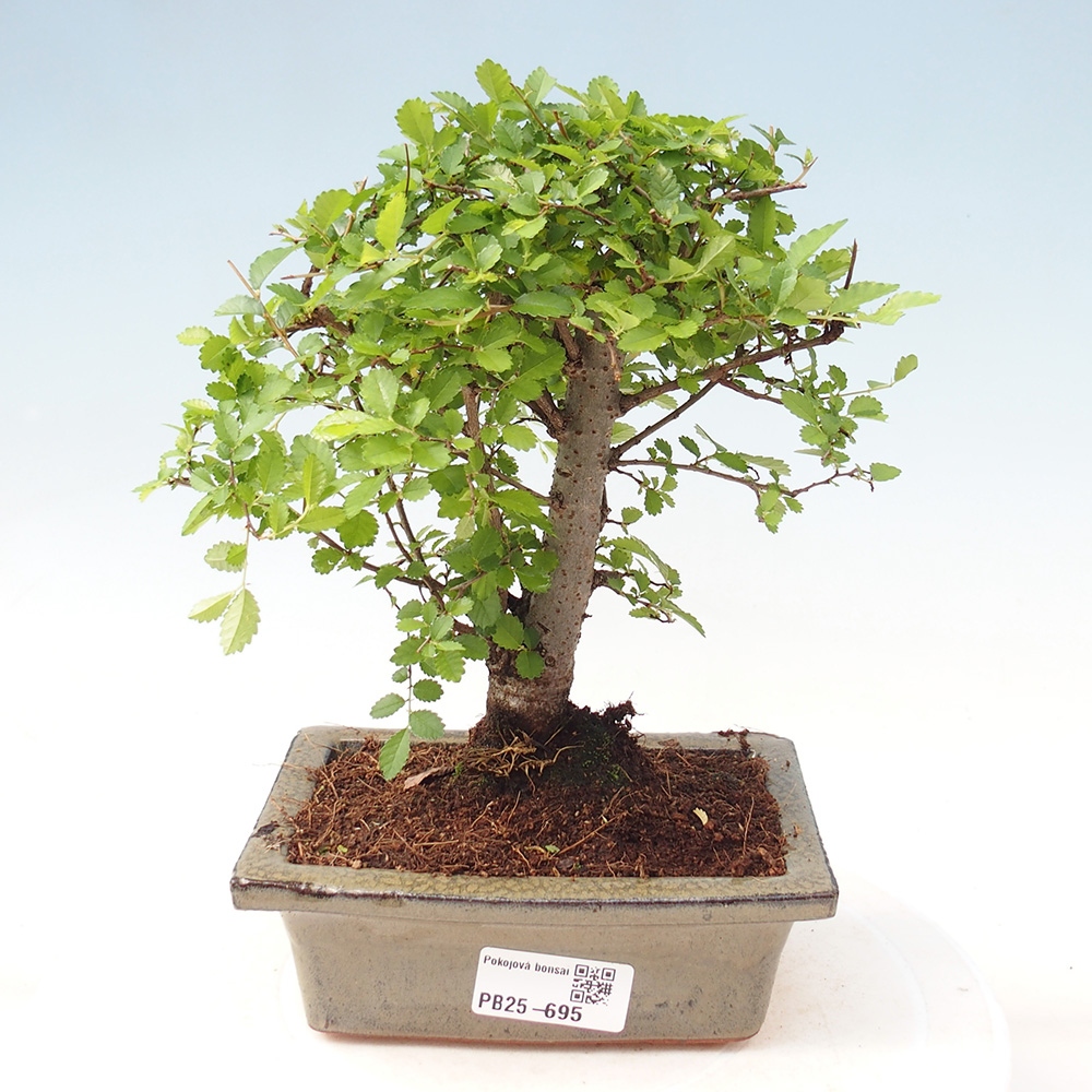 Bonsai wewnętrzne - Ulmus parvifolia - Wiąz drobnolistny