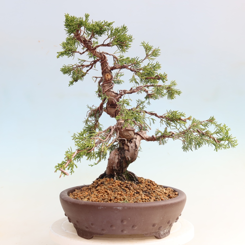 Bonsai ogrodowe – Juniperus chinensis Itoigawa – jałowiec chiński