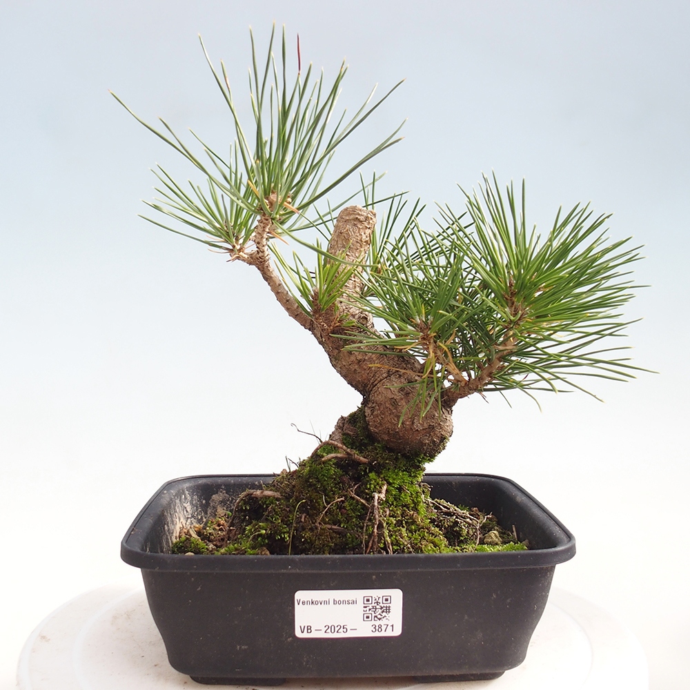 Outdoor bonsai - Pinus thunbergii - sosna Thunberga