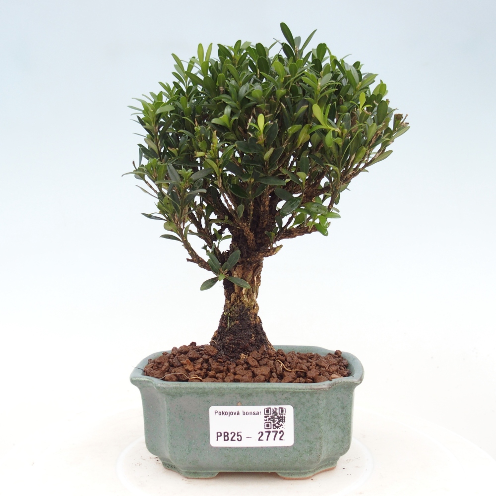 Pokój Bonsai - Buxus harlandii - Bukszpan korkowy