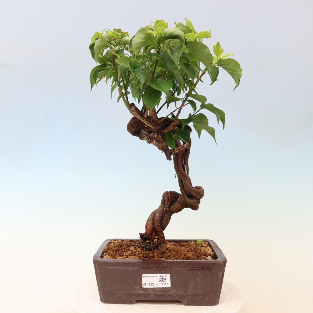 Bonsai ogrodowe – japońska śliwka – Prunus Mume