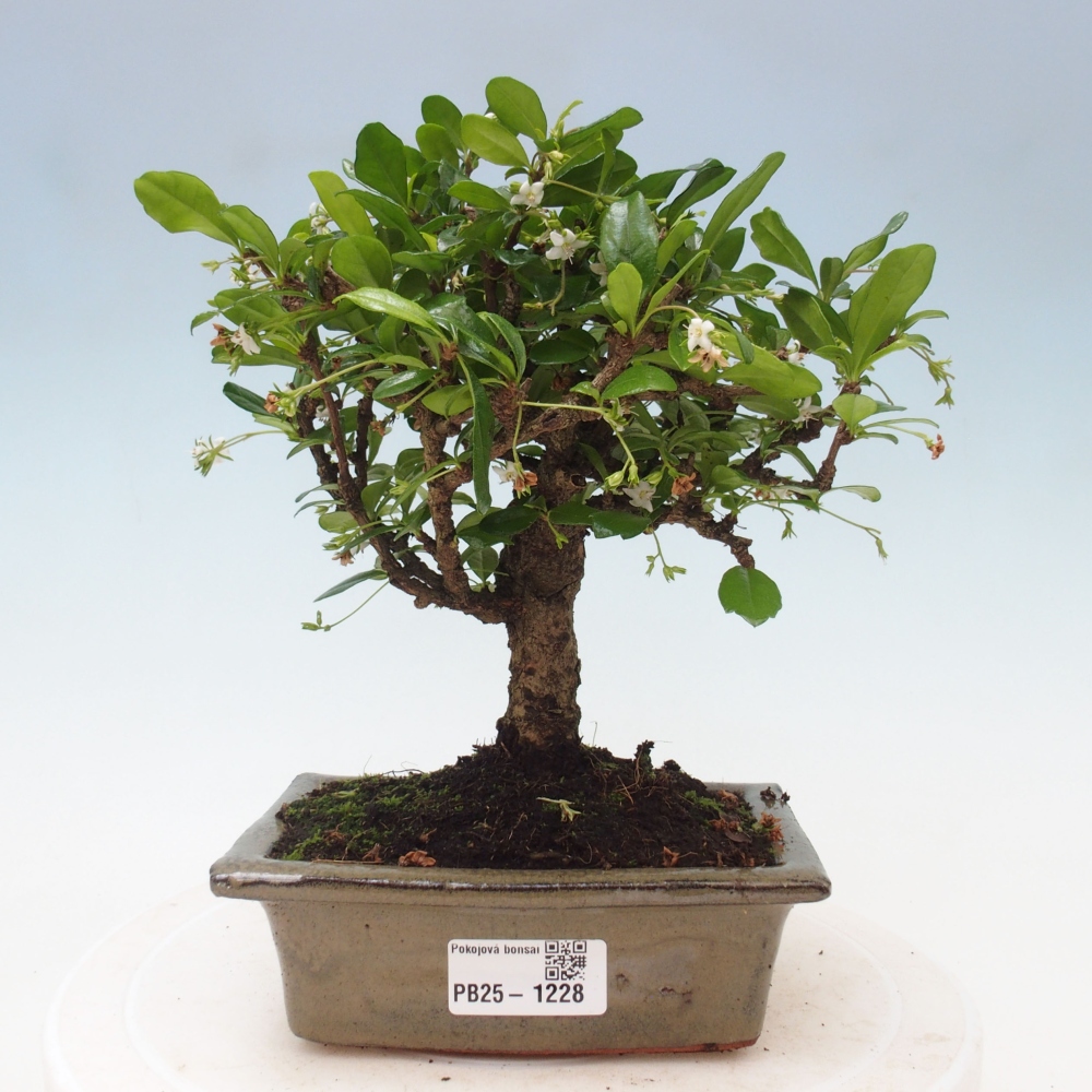 Bonsai wewnętrzne - Carmona makrophylla - Herbata Fuki