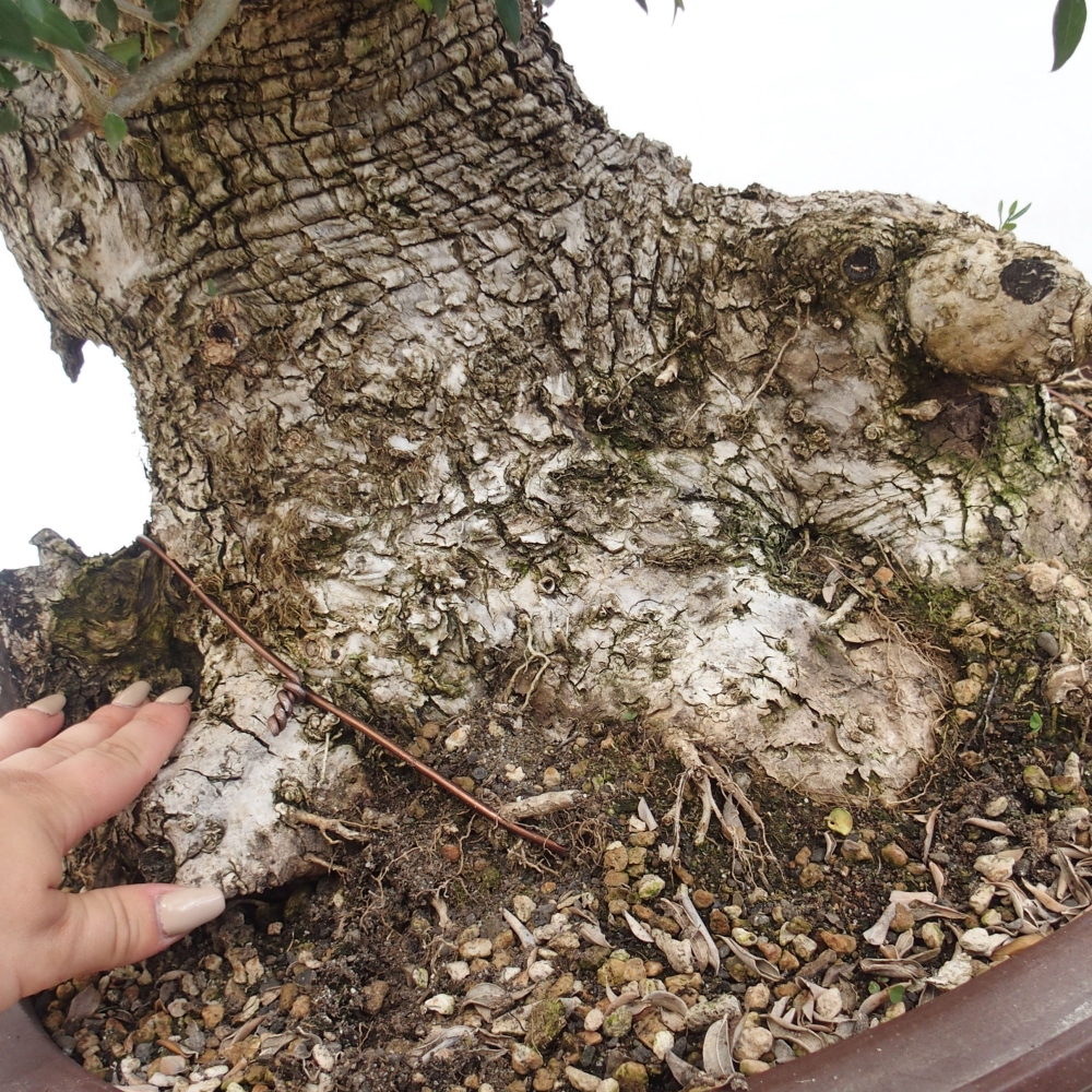Kryte bonsai - Olea europaea sylvestris - Europejska oliwa z małych liści