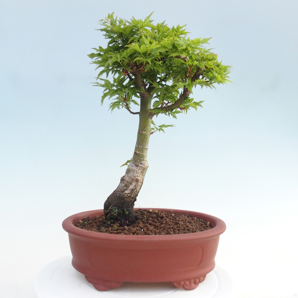 Outdoor bonsai - palma jaworowa Acer palmatum Shishigashira