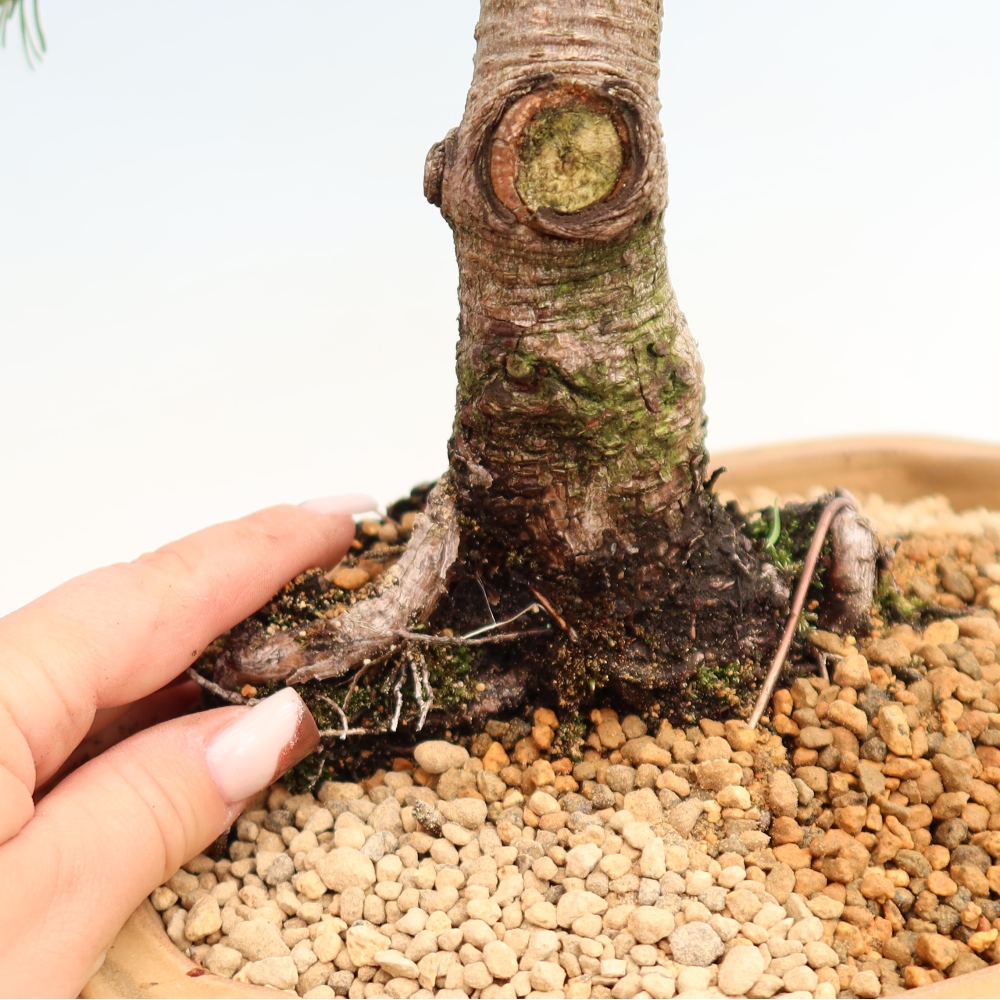 Bonsai ogrodowe – Pinus mugo Humpy – sosna karłowata