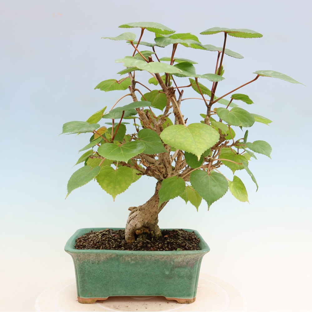 Bonsai domowe - Hibiscus tiliaceus - Hibiskus morski