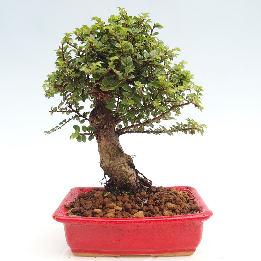 Bonsai zewnętrzne - Ulmus parvifolia Hokkaido - wiąz chiński