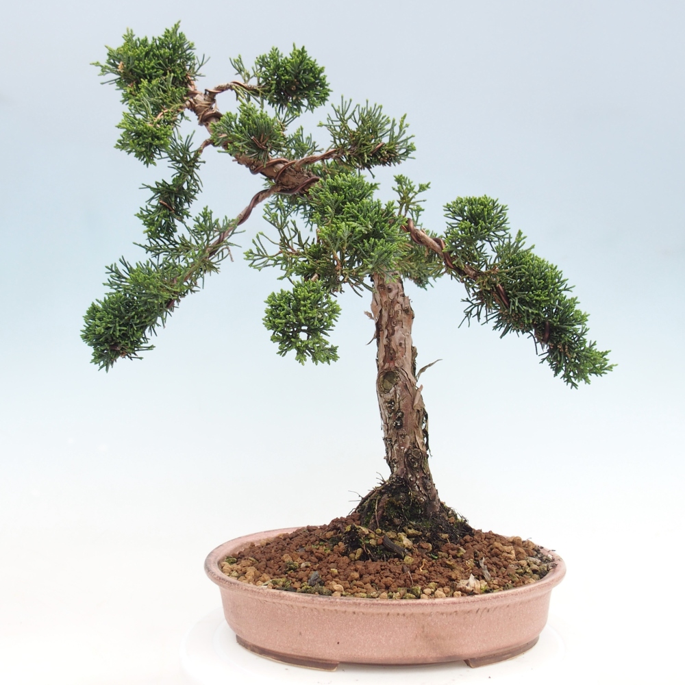 Outdoor bonsai - Juniperus chinensis Kishu - chiński jałowiec