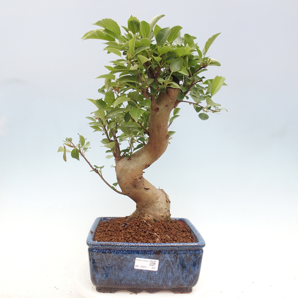 Bonsai plenerowe - Malus Halliana - Jabłoń drobnoowocowa