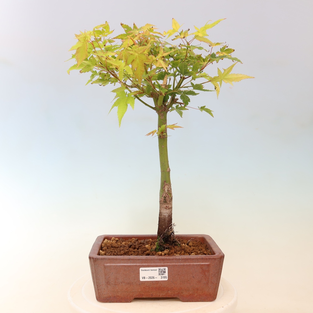 Acer palmatum Aureum - złoty klon