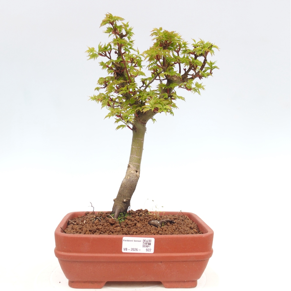 Outdoor bonsai - palma jaworowa Acer palmatum Shishigashira