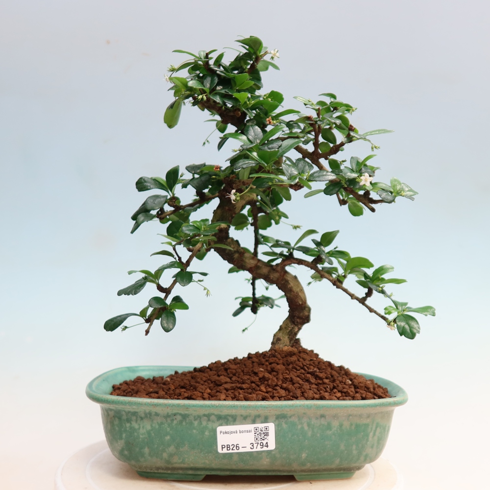Bonsai pokojowe - Carmona macrophylla - Tea fuki