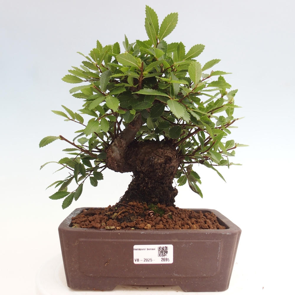 Outdoor bonsai - Zelkova - Zelkova NIRE