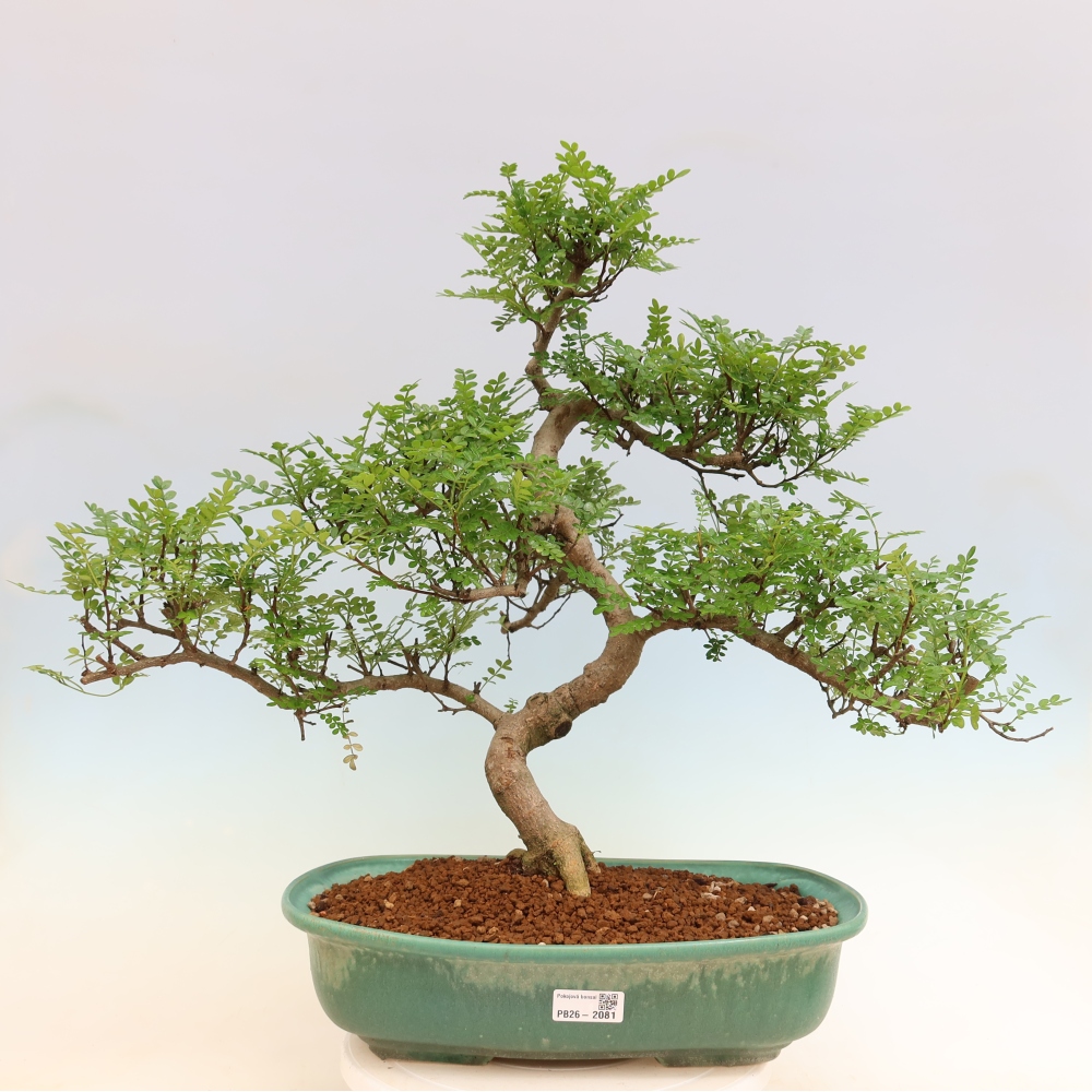 Pokój bonsai - Zantoxylum piperitum - drzewo pieprzowe