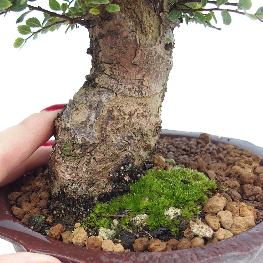 Bonsai zewnętrzne - Ulmus parvifolia Hokkaido - wiąz chiński