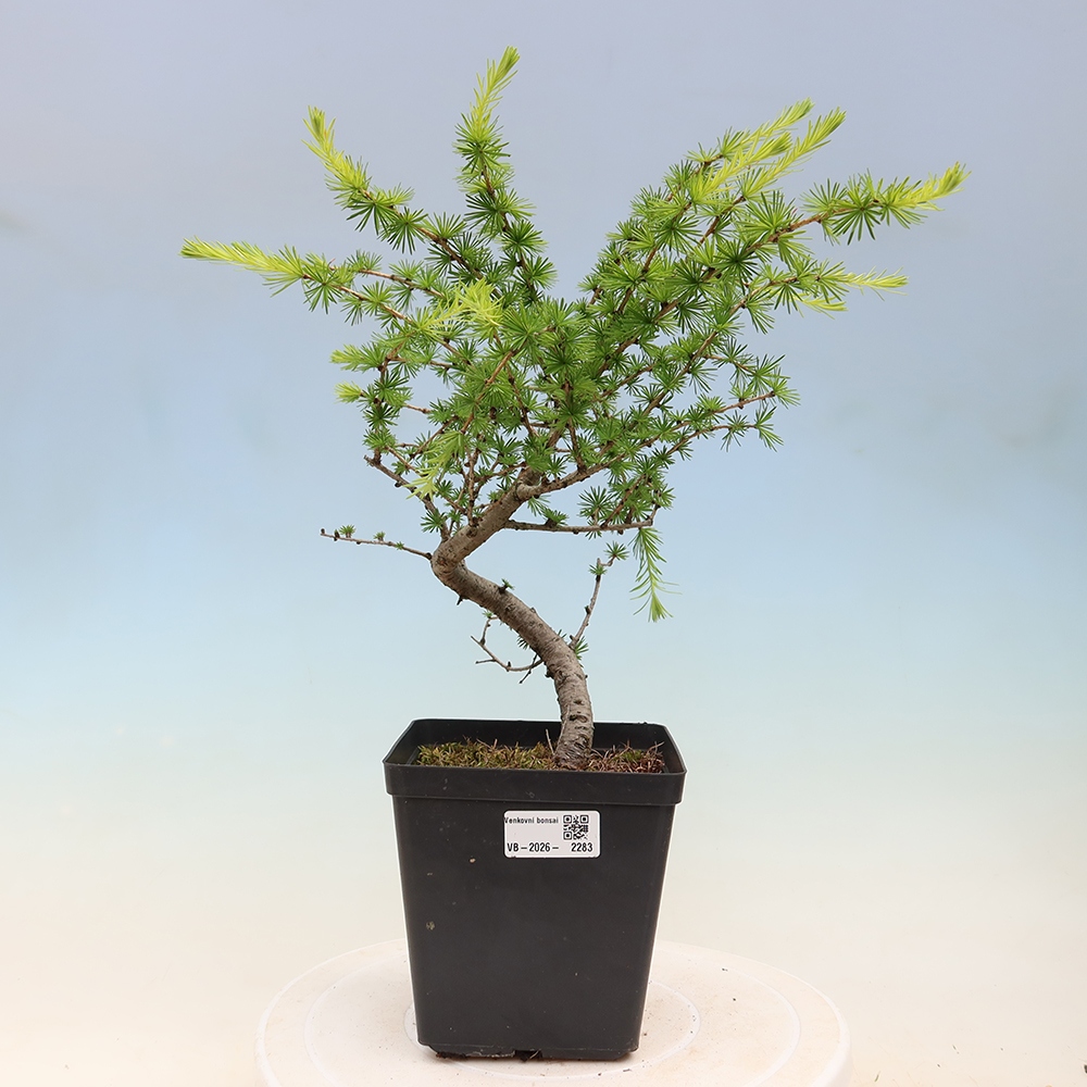 Bonsai zewnętrzne - Larix decidua - Modrzew