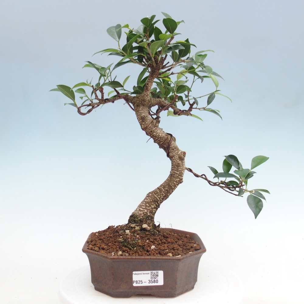 Pokój bonsai - Ficus retusa - figowiec drobnolistny