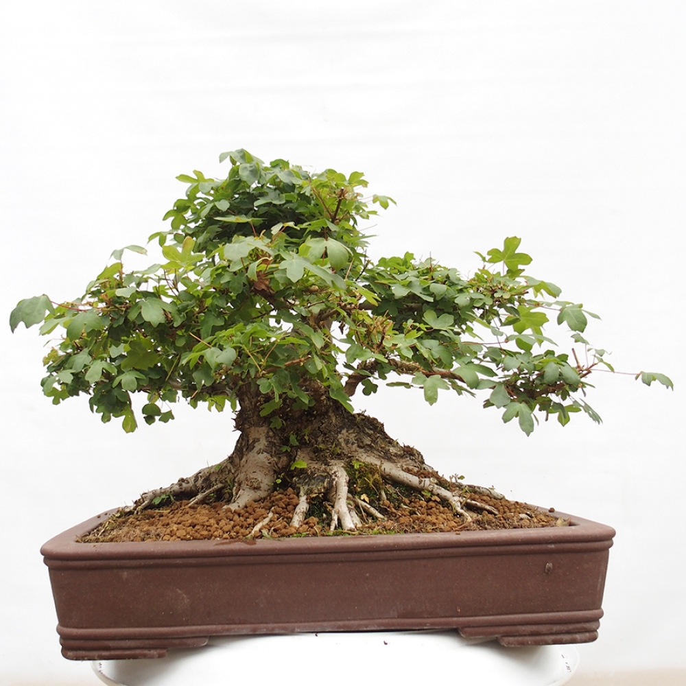 Bonsai zewnętrzne - Klon Francuski - Acer Nonspessulanum