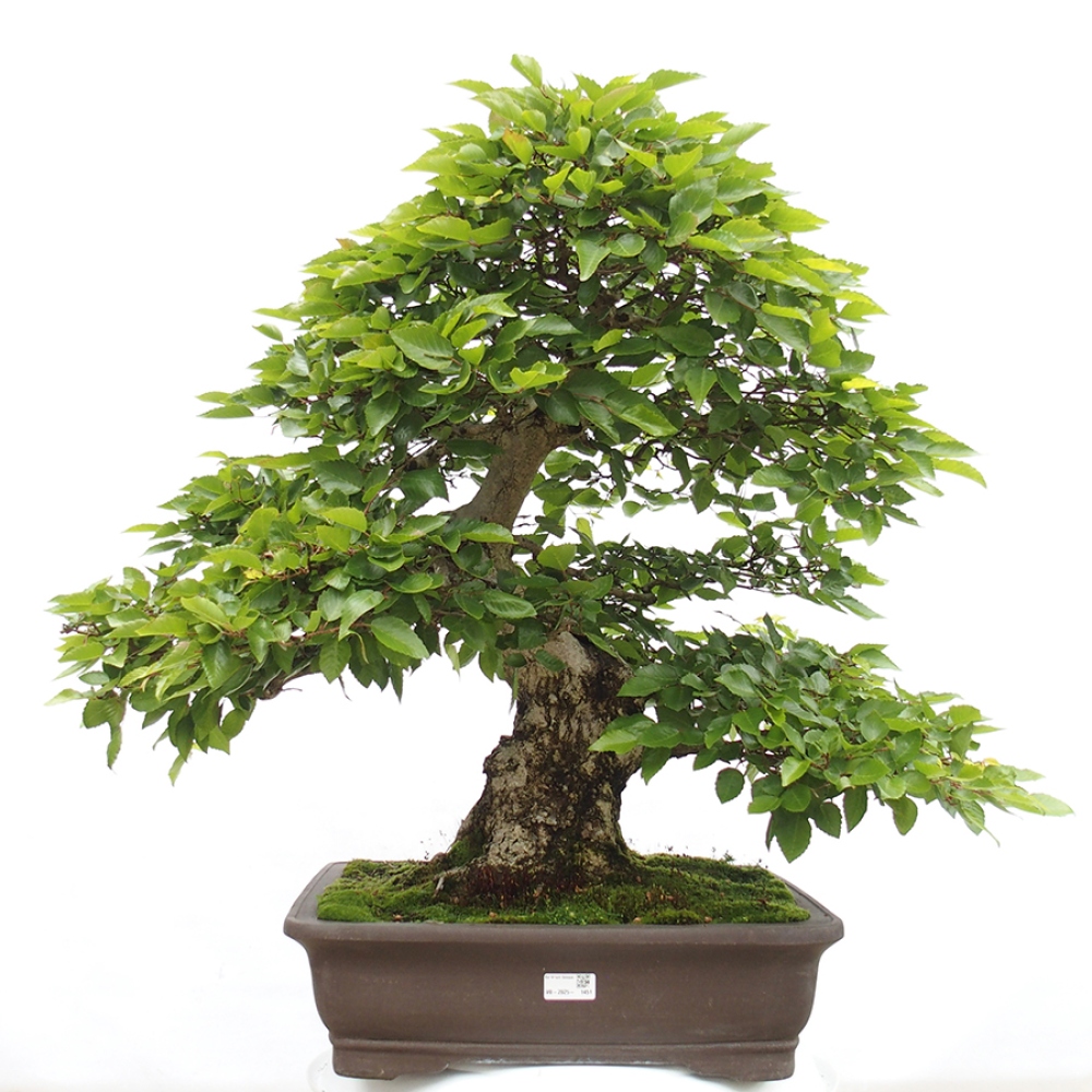Bonsai zewnętrzne -Carpinus CARPINOIDES - grab koreański