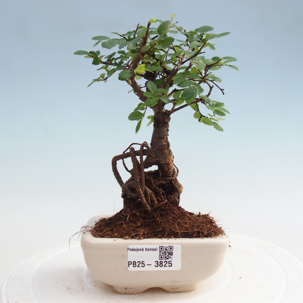 Kryty bonsai - Ulmus parvifolia - Wiąz mały liść