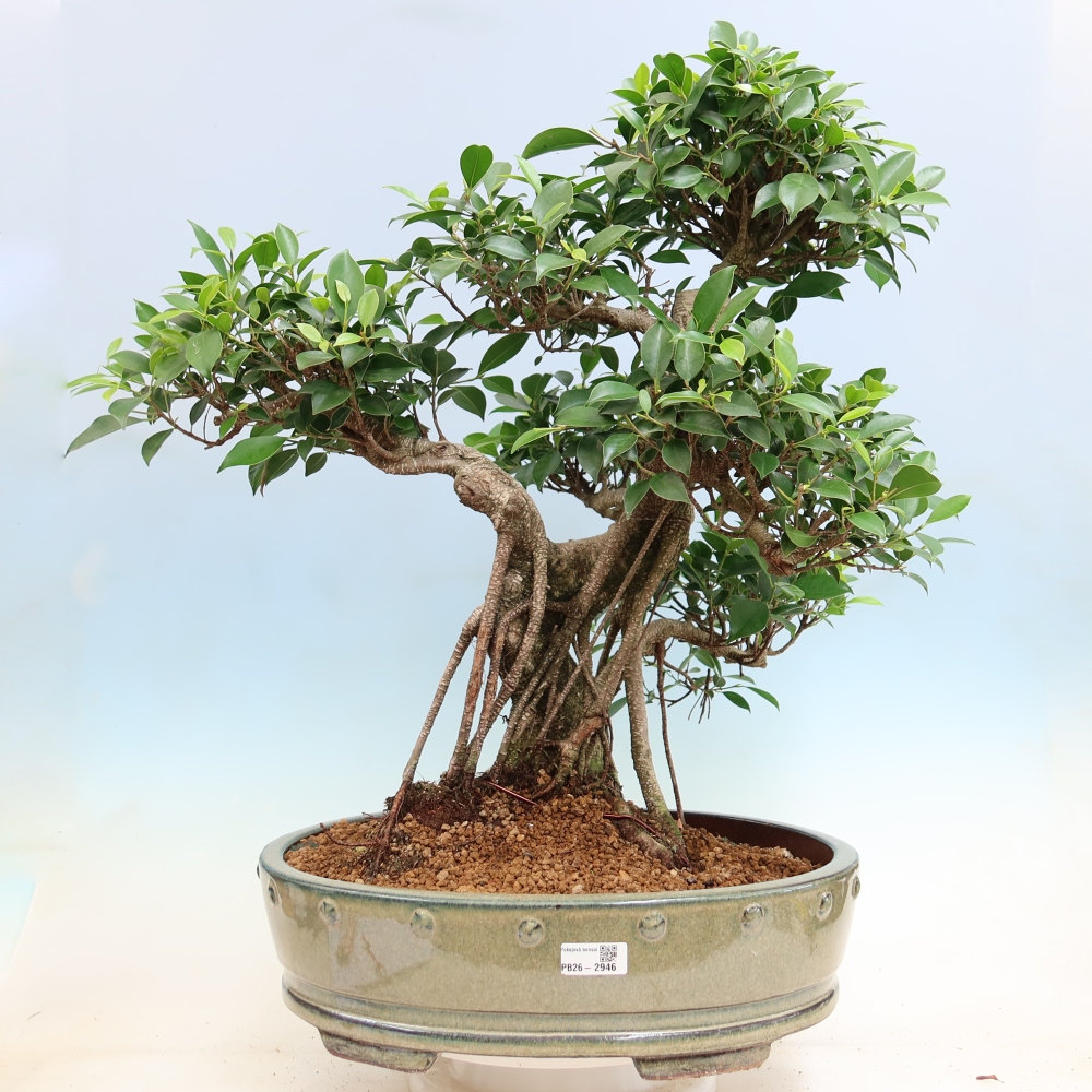 Pokój bonsai - Ficus kimmen - figowiec drobnolistny