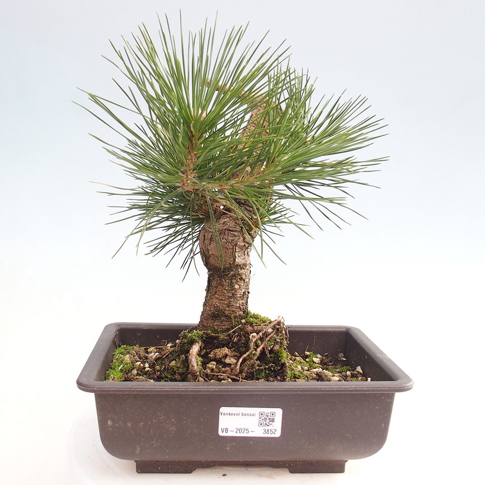 Outdoor bonsai - Pinus thunbergii - sosna Thunberga