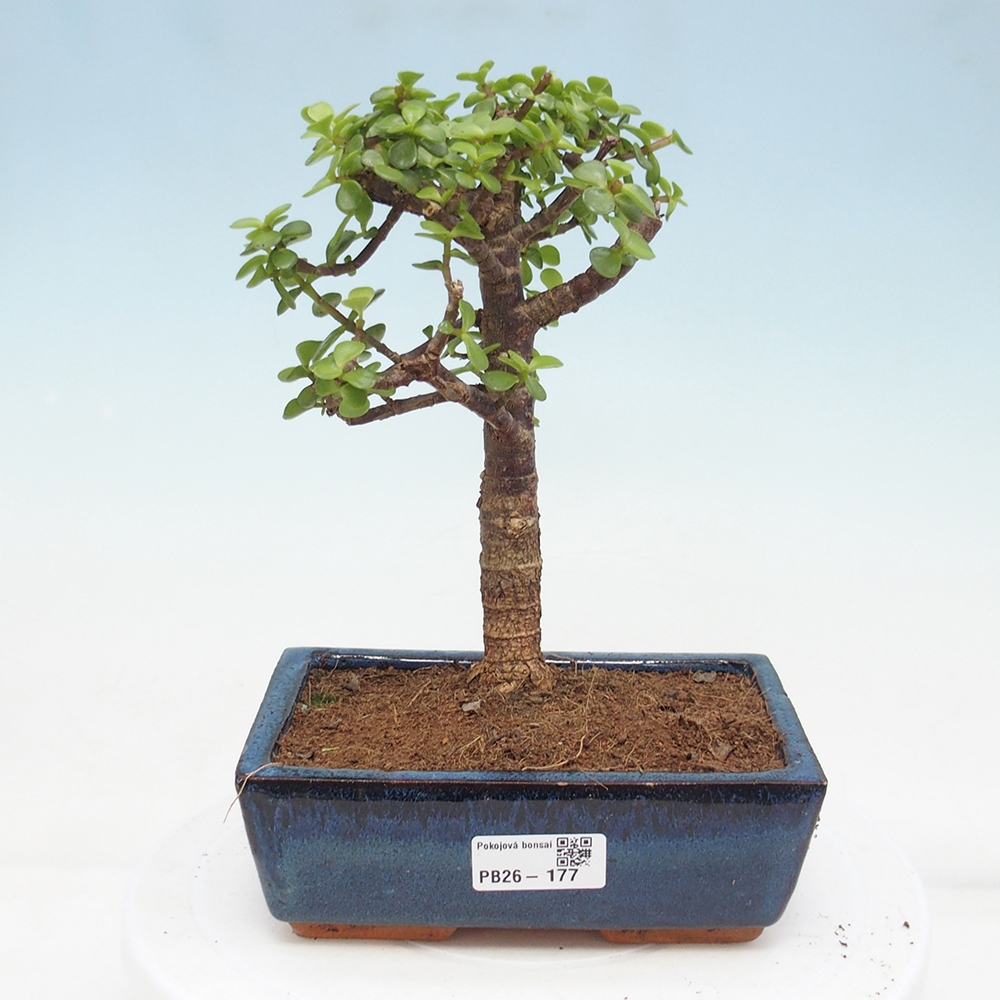 Pokój bonsai - Portulakaria Afra - Tlustice