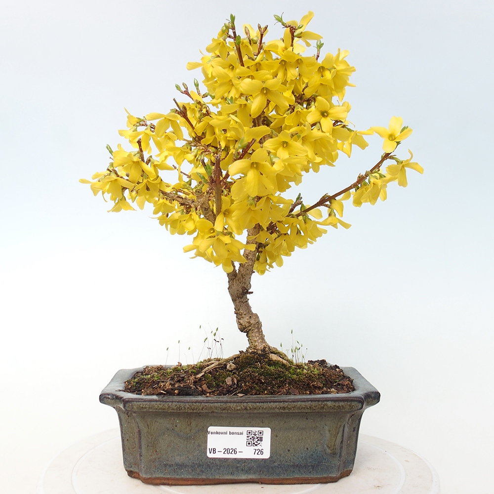 Bonsai plenerowe - Forsythia - Forsythia intermedia 