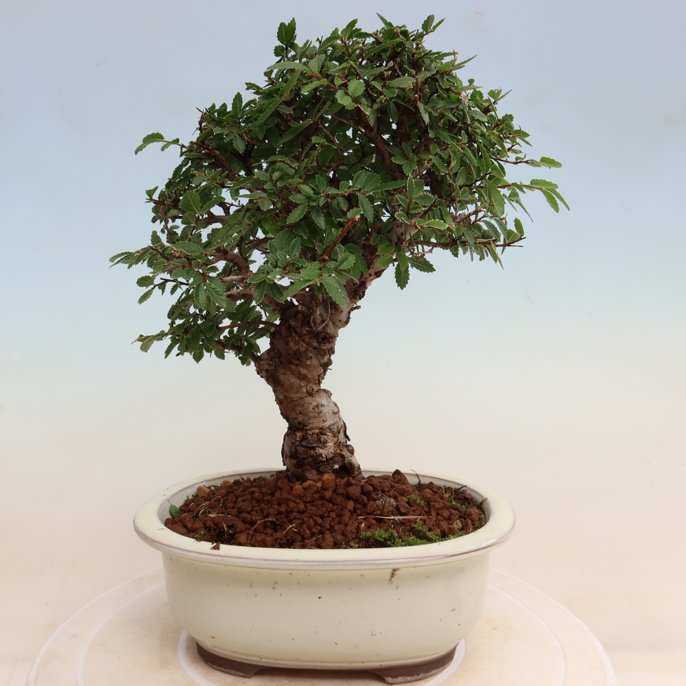 Bonsai zewnętrzne - Zelkova - Zelkova NIRE