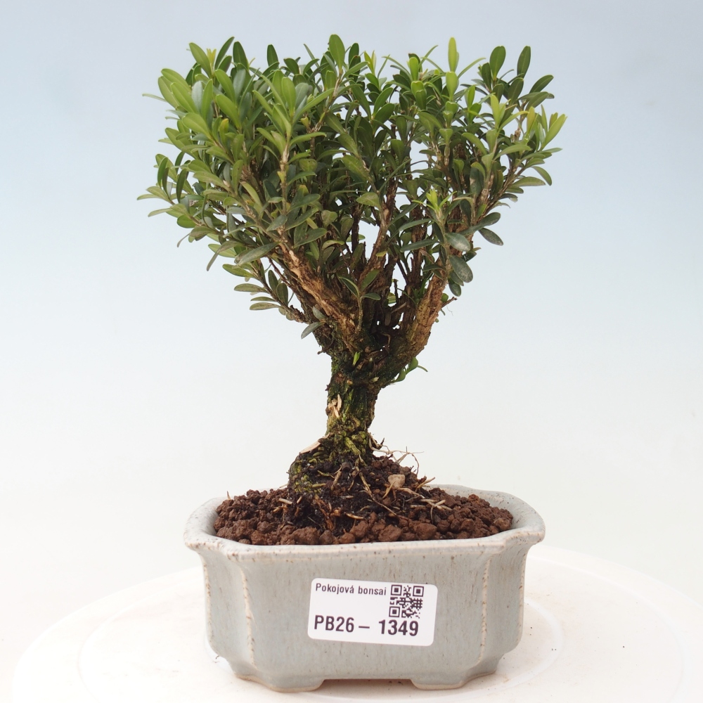 Pokój bonsai - Buxus harlandii - buxus korkowy