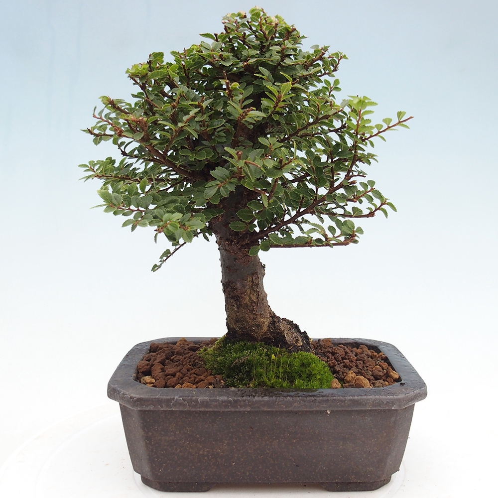Outdoor bonsai - Ulmus parvifolia Hokkaido - wiąz chiński