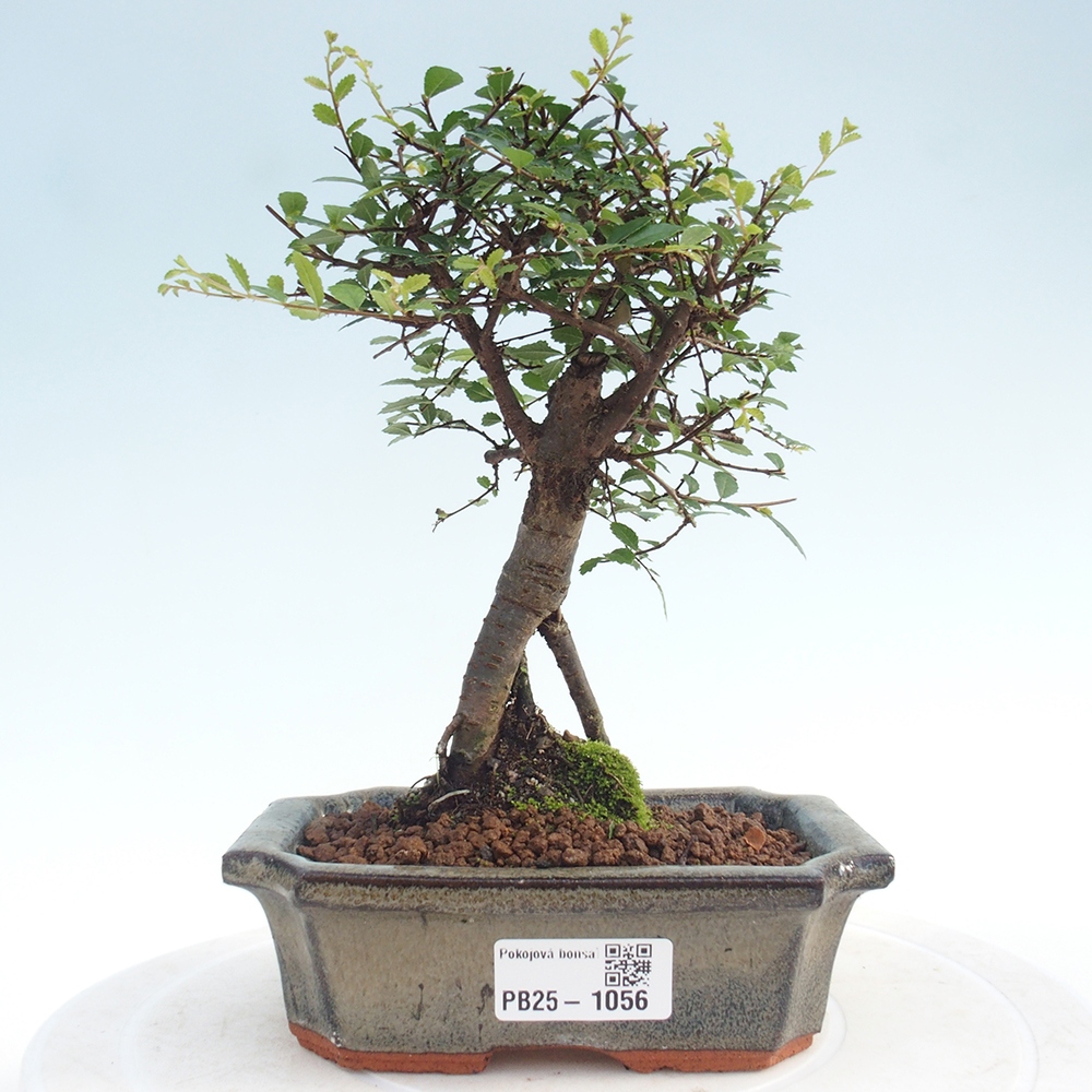 Bonsai wewnętrzne - Ulmus parvifolia - Wiąz drobnolistny