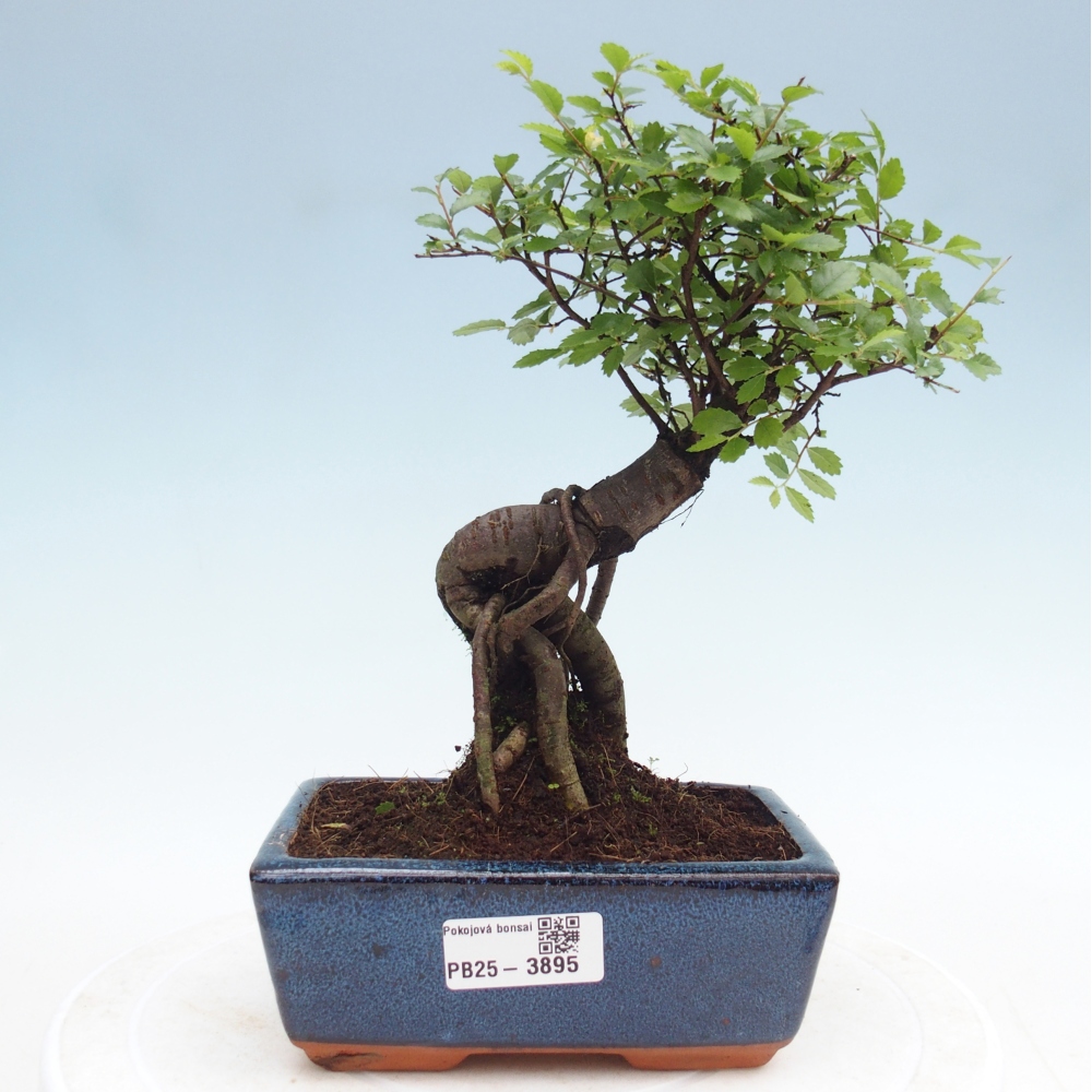 Pokój bonsai - Ulmus parvifolia - Wiąz drobnolistny
