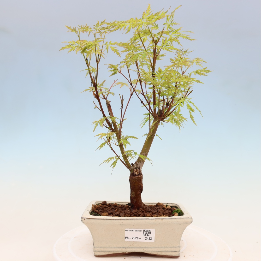 Bonsai ogrodowe – Acer palmatum Dissectum – klon palmowy 
