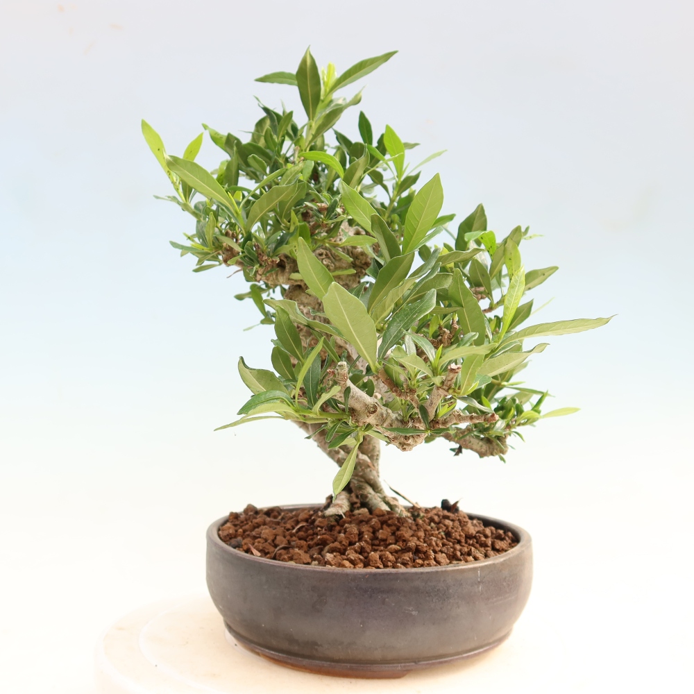 Bonsai pokojowe – Gardenia jasminoides – Gardenia